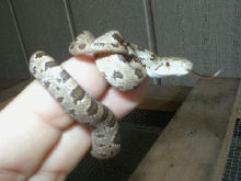 yellow rat snake