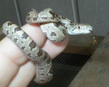 yellow rat snake