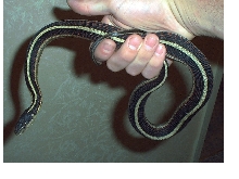 Red Sided Garter