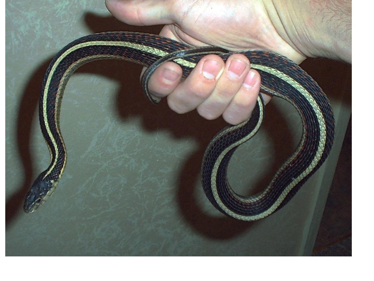 Red Sided Garter