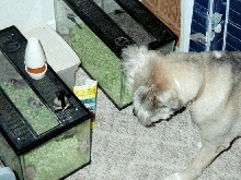 Dino loooking at the feeder mice...