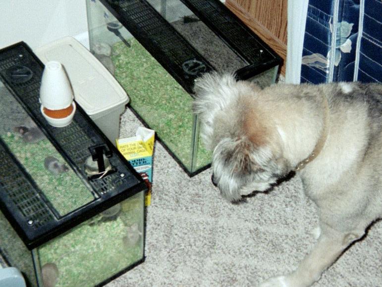 Dino loooking at the feeder mice...