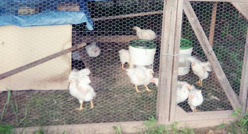 Yard birds.