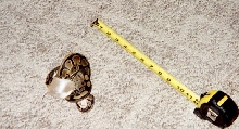 Feeding Ball Python