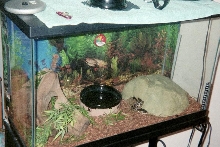 BP cage II