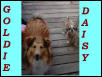 My 2 special doggies.......