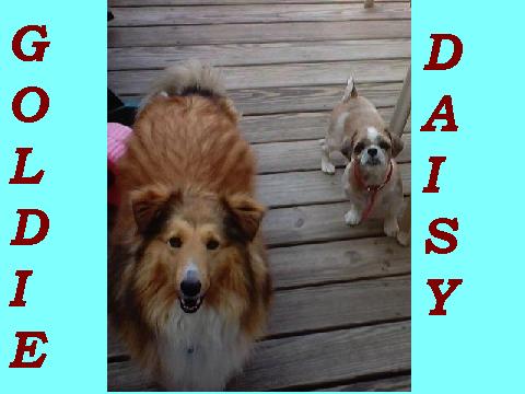 My 2 special doggies.......