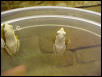 Afrixalis fornisini