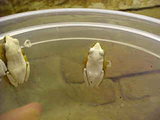 Afrixalis fornisini