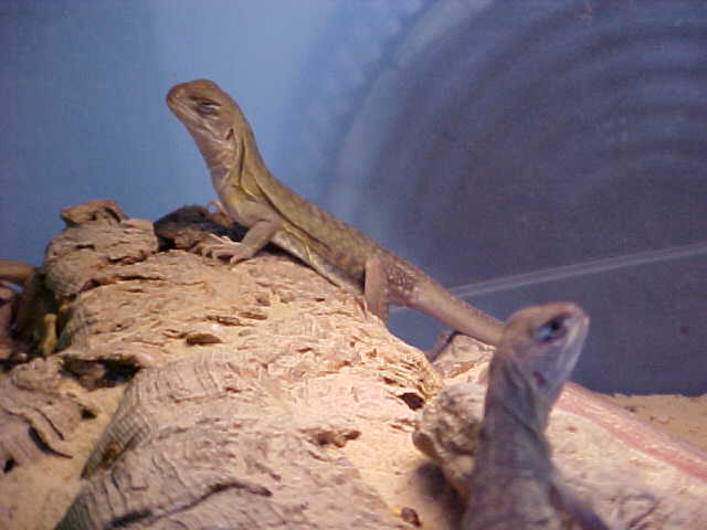 butterfly agamas