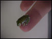 Baby leptopelis