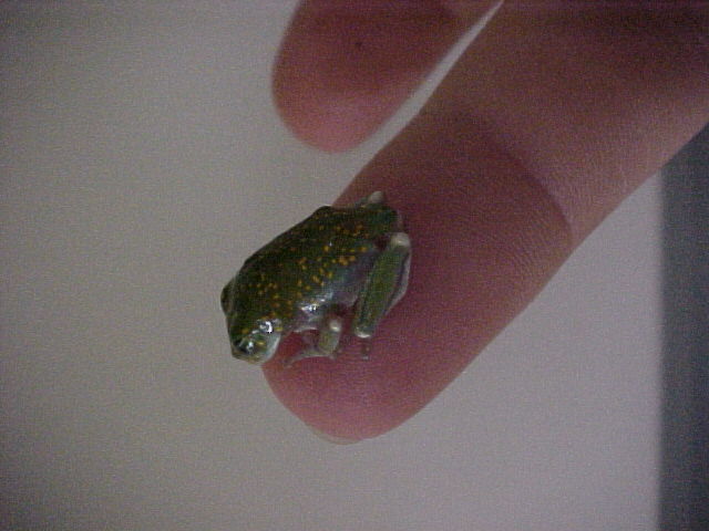 Baby leptopelis