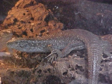 Z. Maximus female 1