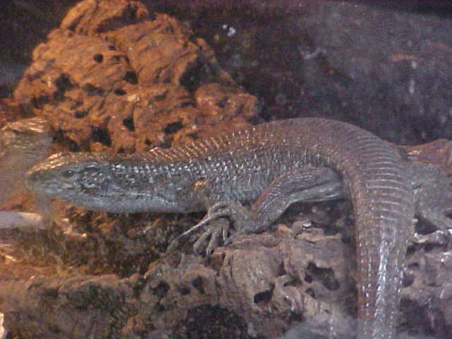 Z. Maximus female 1