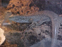 Z. maximus female 2