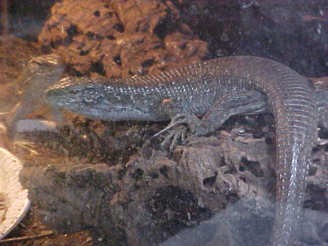 Z. maximus female 2
