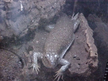 Z. maximus female 3