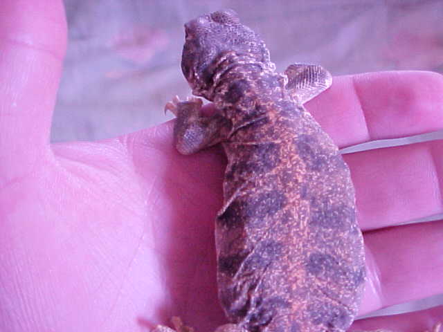 uro 2