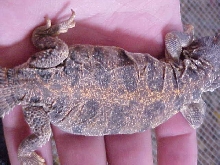 uro1