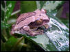 L.flavamaculatus