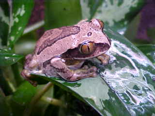 L.flavamaculatus