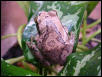 Leptopelis flavomaculatus