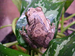 Leptopelis flavomaculatus