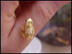 Golden sedge reed