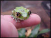 undescribed Leptopelis