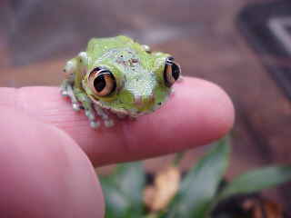 undescribed Leptopelis