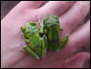 undescribed Leptopelis 2