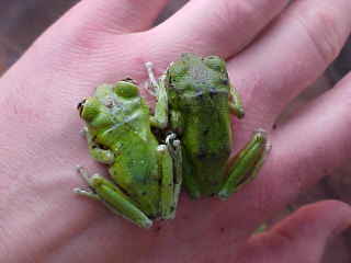 undescribed Leptopelis 2