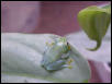 little green reedfrog