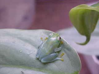 little green reedfrog