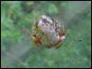 redbellied reedfrog