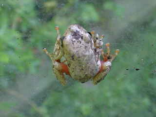 redbellied reedfrog