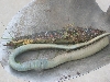 What is it?1