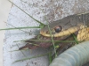 What is it?