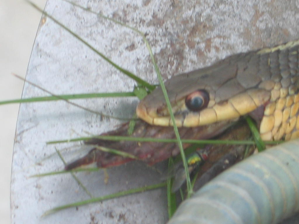 What is it?