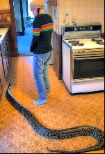 My burm in the kitchen