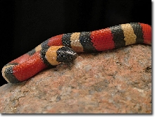 Pueblan Milksnake