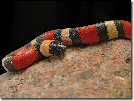 Pueblan Milksnake