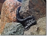 Mexican Black Kingsnake