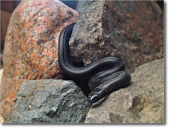 Mexican Black Kingsnake