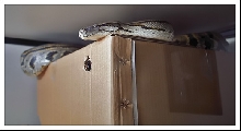 Perched