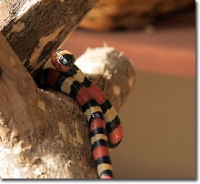 Pueblan Milksnake