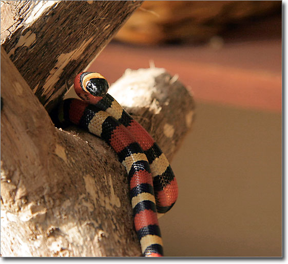 Pueblan Milksnake