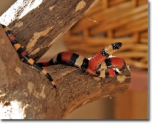 Pueblan Milksnake