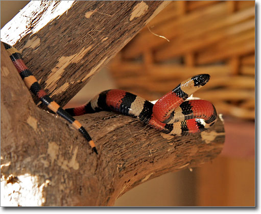 Pueblan Milksnake