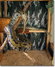 Burmese python playing